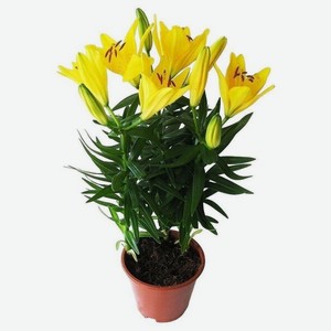 Цветок Лилия в горшке D14 микс, 3 шт в Дикси