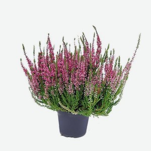 Цветок Вереск в Дикси