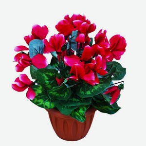 Цветы Цикламен в горшке в Дикси