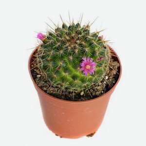 Цветы Кактус Маммилярия микс в Дикси