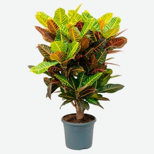 Кодиеум Fleur de Lis Оазис микс, d 12 h 30 см